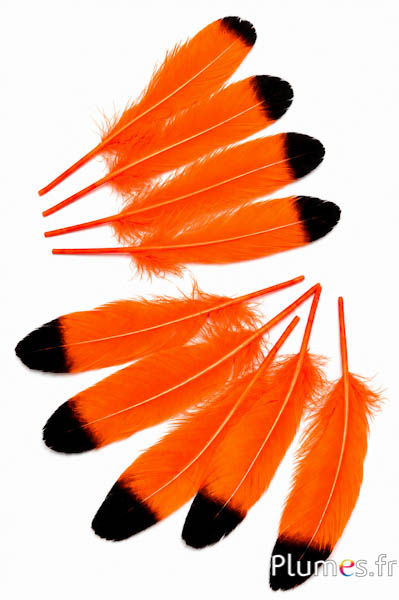 Oca - 15-21 cm, sinistra e destra - arancione-nero